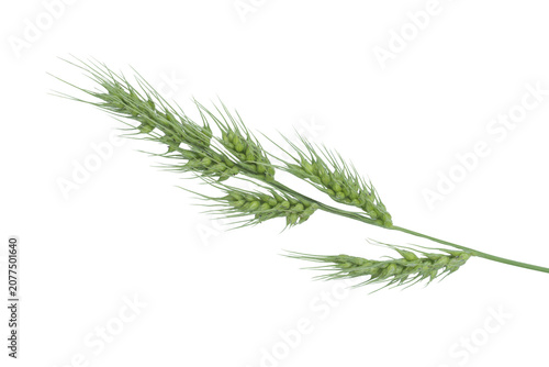 Close up view of green wheat spikes isolated on png background for food projects
