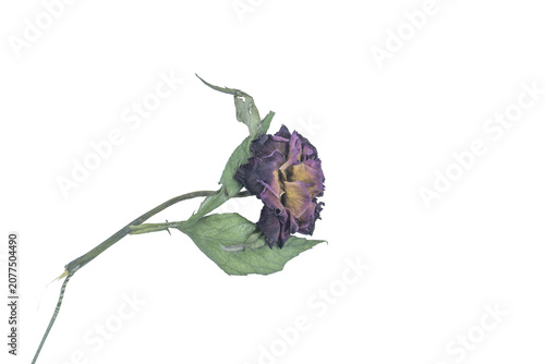 Foto Withered purple rose flower on png background isolated for floral compositions
