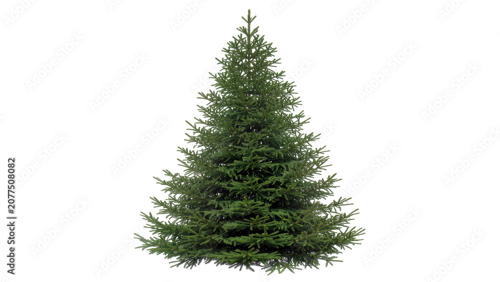 Fototapeta premium Green fir tree with dense branches and sharp needles