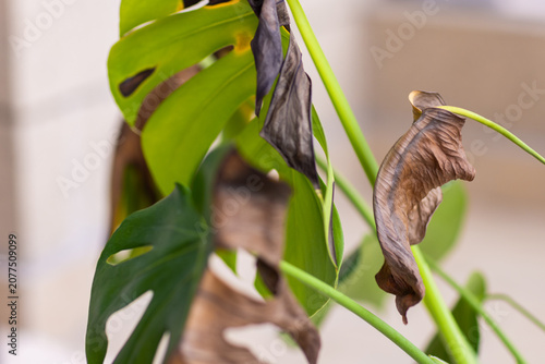 Foto Close up of green Monstera plant with brown dried leaves indoors