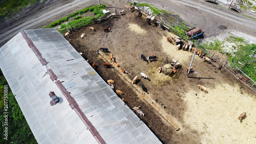 Картината върху платно Aerial View of Dairy Cows in an Outdoor Pen at a Modern Livestock Farm