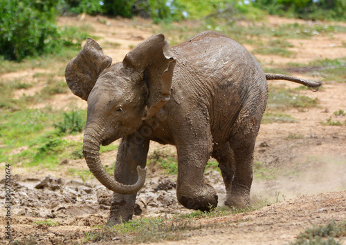 Фотография Muddy Baby Elephant