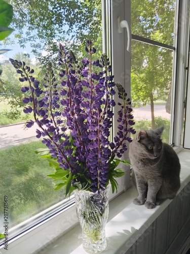 lavender flowers in a vase, cat on the window