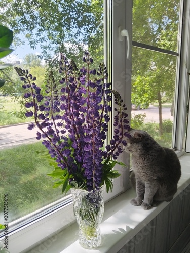 lavender flowers in a vase, cat on the window