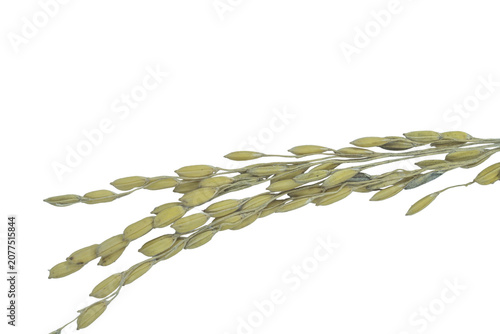 Golden cereal grain stalk with ripe rice seeds isolated on png background image