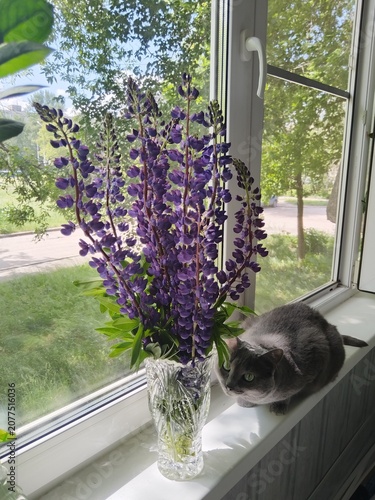 lavender flowers in a vase, cat on the window