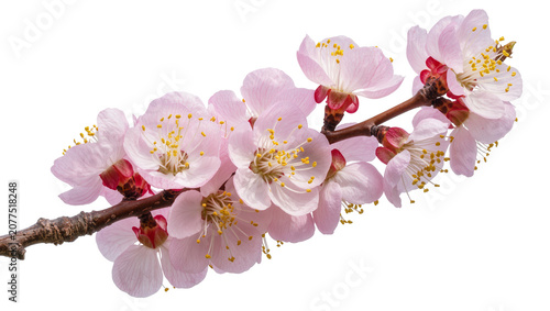 Obraz na plátně Pink cherry blossom branch with delicate petals and yellow stamens