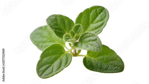 Foto Fresh green oregano herb sprig with visible veins and fuzzy texture