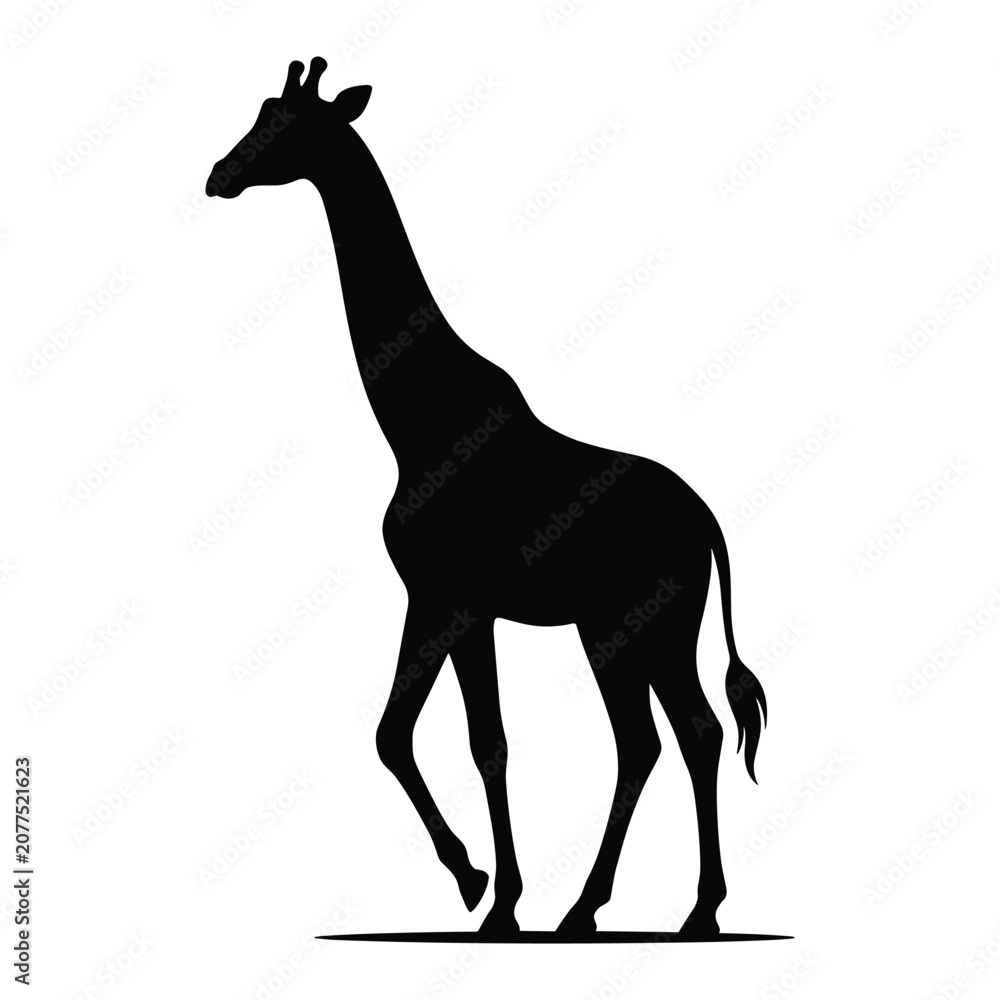 Fototapeta premium Giraffe silhouette walking calmly on plain horizon isolated on white background tall mammal