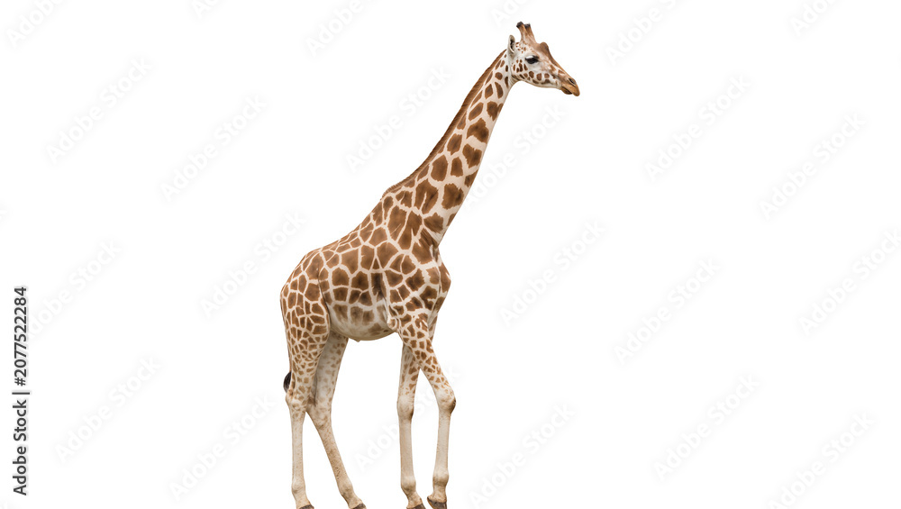 Obraz premium Giraffe walking full body, distinct pattern