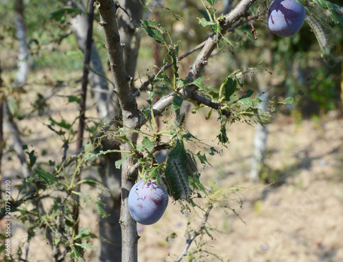 Plum tree with fruit damaged by caterpillars and pest infestation