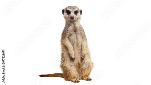 Bild auf Leinwand Meerkat standing upright on hind legs, alert posture