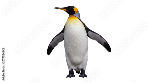 King penguin with yellow and black markings on head