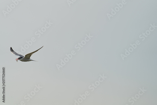 Seabird flying with fish in pale sky