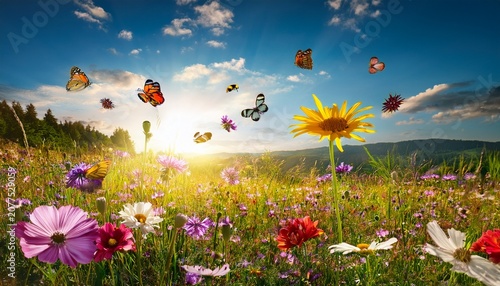 Blumenwiese Im Sommer Hintergrund Wildblumen Und Insekten