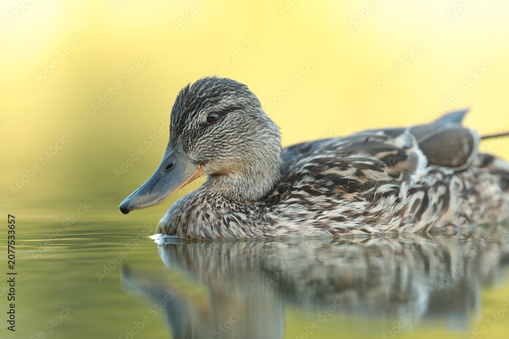 Fototapeta premium A mallard duck floats on the water in early summer