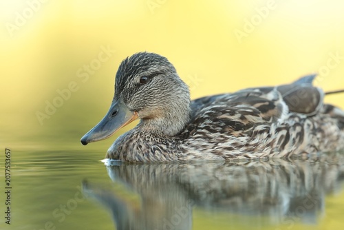 A mallard duck floats on the water in early summer