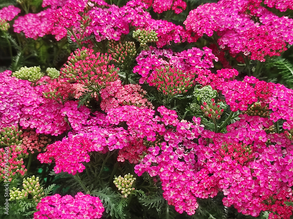 Obraz premium A cluster of pink yarrow blossoms blooming alongside small, un-open green buds and feathery foliage.
