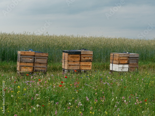 beehives in wildflower meadow near wheat field