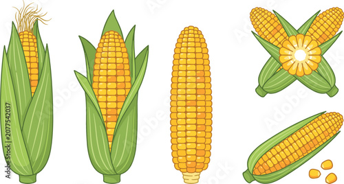Bild auf Leinwand Corn on the cob vector cartoon illustration set with yellow sweet corn kernels g