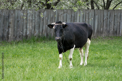 Slika na platnu Dairy cow in the pasture