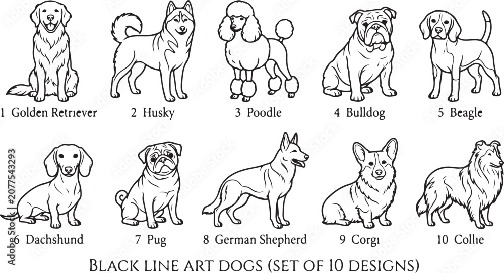 Obraz premium Ten black line art dog breed illustrations golden retriever husky poodle bulldog beagle dachshund pug german shepherd.