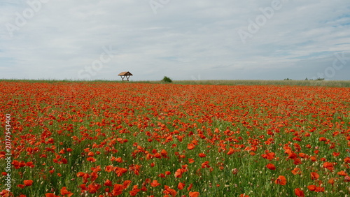 poppy field with red poppies in Germerode