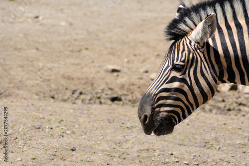 Принти на полотні A zebra in the savannah