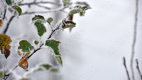 Bild auf Leinwand leaf on a branch in frost needles
