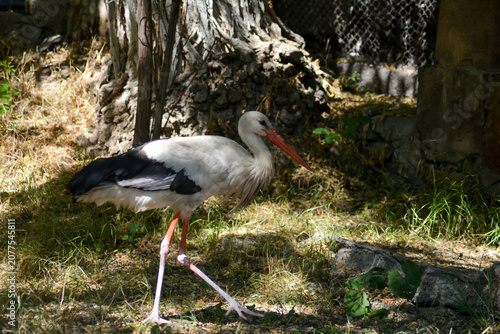 Canvas Print The stork (ciconia ciconia) in a natural park