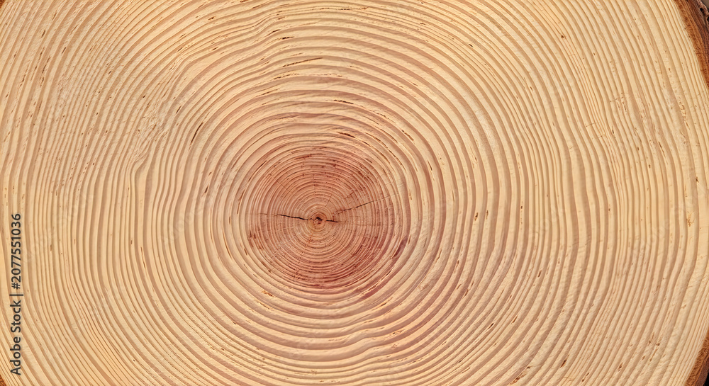 Fototapeta premium Tree stump cross section with visible growth rings