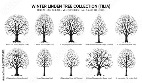 Konstfotografi Architectural Winter Linden Tree Collection for Street and Garden Design Vector