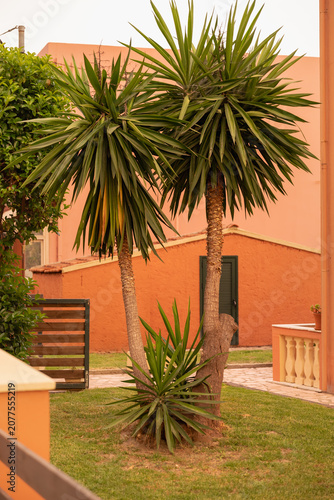 Obraz na płótnie sun-kissed yucca plants thrive in a cozy terracota garden