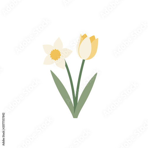 Two Stylized Daffodil and Tulip Flowers Vector Illustration, Isolated on Transparent Background for Spring Design Projects