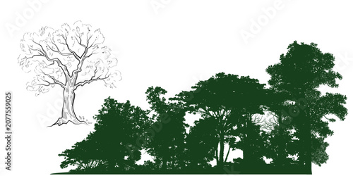 Hand Drawn Tree Sketch Collection for Architecture and Landscape Design, Architectural Tree Vector Set.