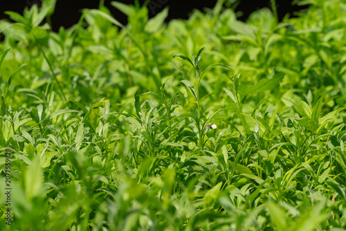 Obraz na płótnie Fresh Green Stevia Rebaudiana Plant Field Growing in Summer Garden Botanical Bac