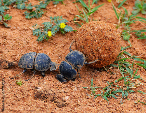 Canvastavla Flightless Dung beetles rolling dung ball