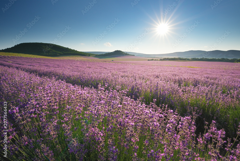Fototapeta premium Beautiful blooming lavender field landscape under a clear blue sky with a bright sunburst