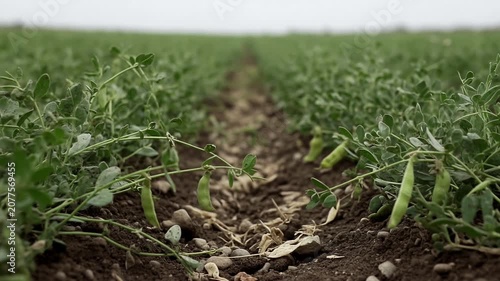 Low angle view tracking forward through rows of fresh green pea plants growing in a cultivated field, with pods hanging from the vines and a shallow depth of field focusing on the soil