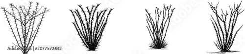 The Ocotillo plant stands tall in the desert, its black and white vector graphic showcasing its unique structure against a minimalist southwestern flora backdrop
