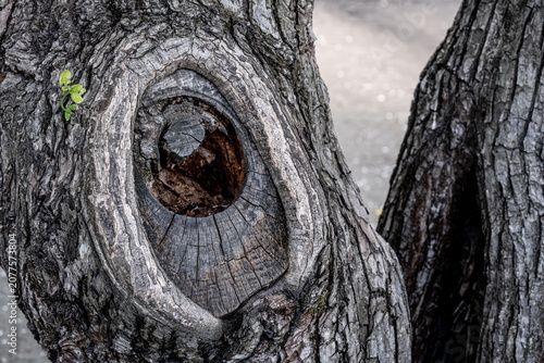 Fotografie The trunk of an old tree with sawn branches.