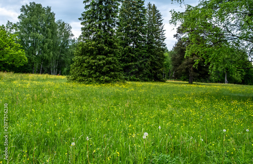 A field with green grass in front of a forest on a summer day.