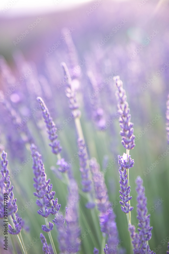 Obraz premium Lavender field. Blossom summer field