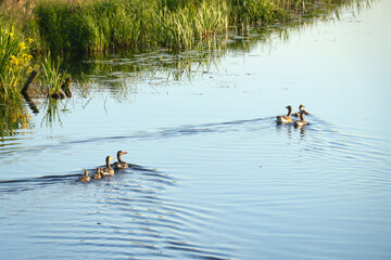 Duck with baby ducklings swimming away in river creek in nature reserve. Canal landscape photo with ducks in water.
