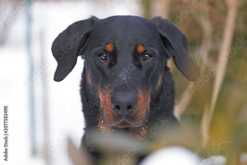 The portrait of a serious black and tan Beauceron dog posing outdoors in winter