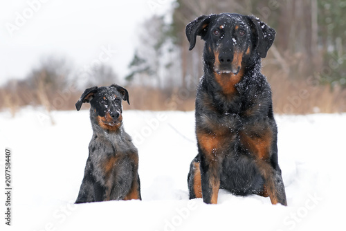 Cute and obedient 3-month-old harlequin Beauceron puppy posing outdoors sitting on a snow in winter near to an adult harlequin Beauceron dog (his grandfather)