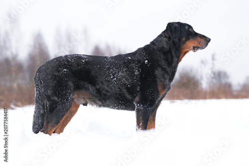 Active black and tan Beauceron dog posing outdoors in winter running and jumping on a snow catching a yellow dog toy