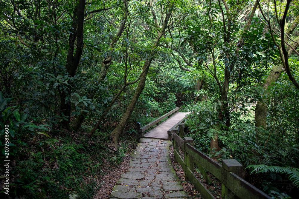 Obraz premium Lengshuikeng Hiking Trail, Yangmingshan, Taipei City, Taiwan