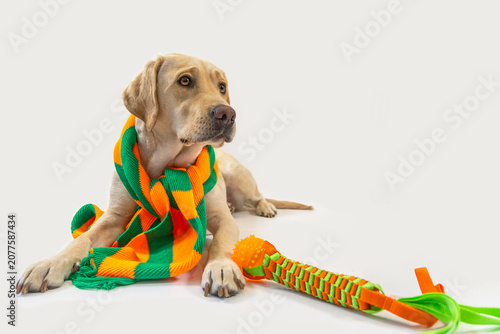 Tablou pe pânză Curious blonde Labrador wearing an orange-green carnival scarf