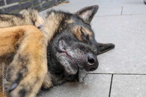 Fotografie Slightly greying German Shepherd, German Shepherd, pet, mammal, animal, breed, d